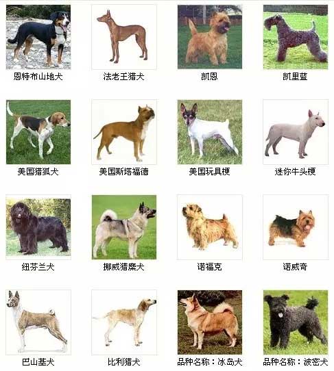第2页宠物狗品种图片