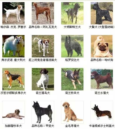 第4页宠物狗品种图片