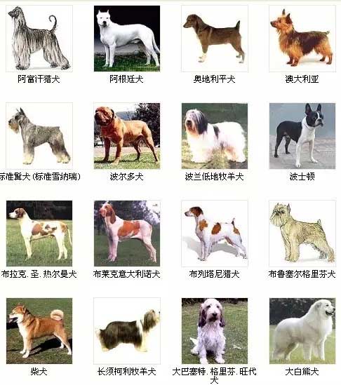 第8页宠物狗品种图片