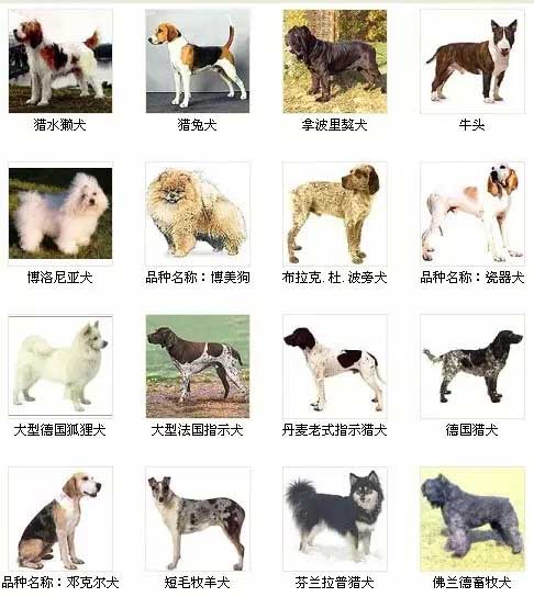 第11页宠物狗品种图片