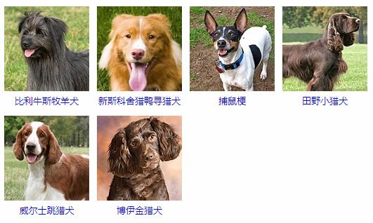 中型犬品种狗狗大全5