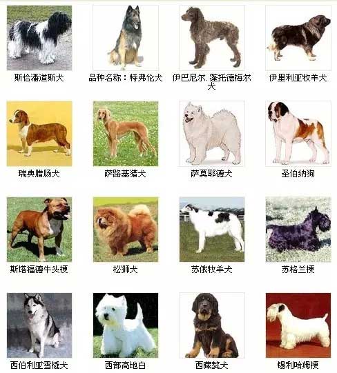 第12页宠物狗品种图片