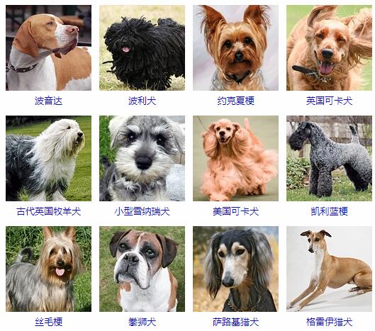 各类狗狗品种大全图片图片